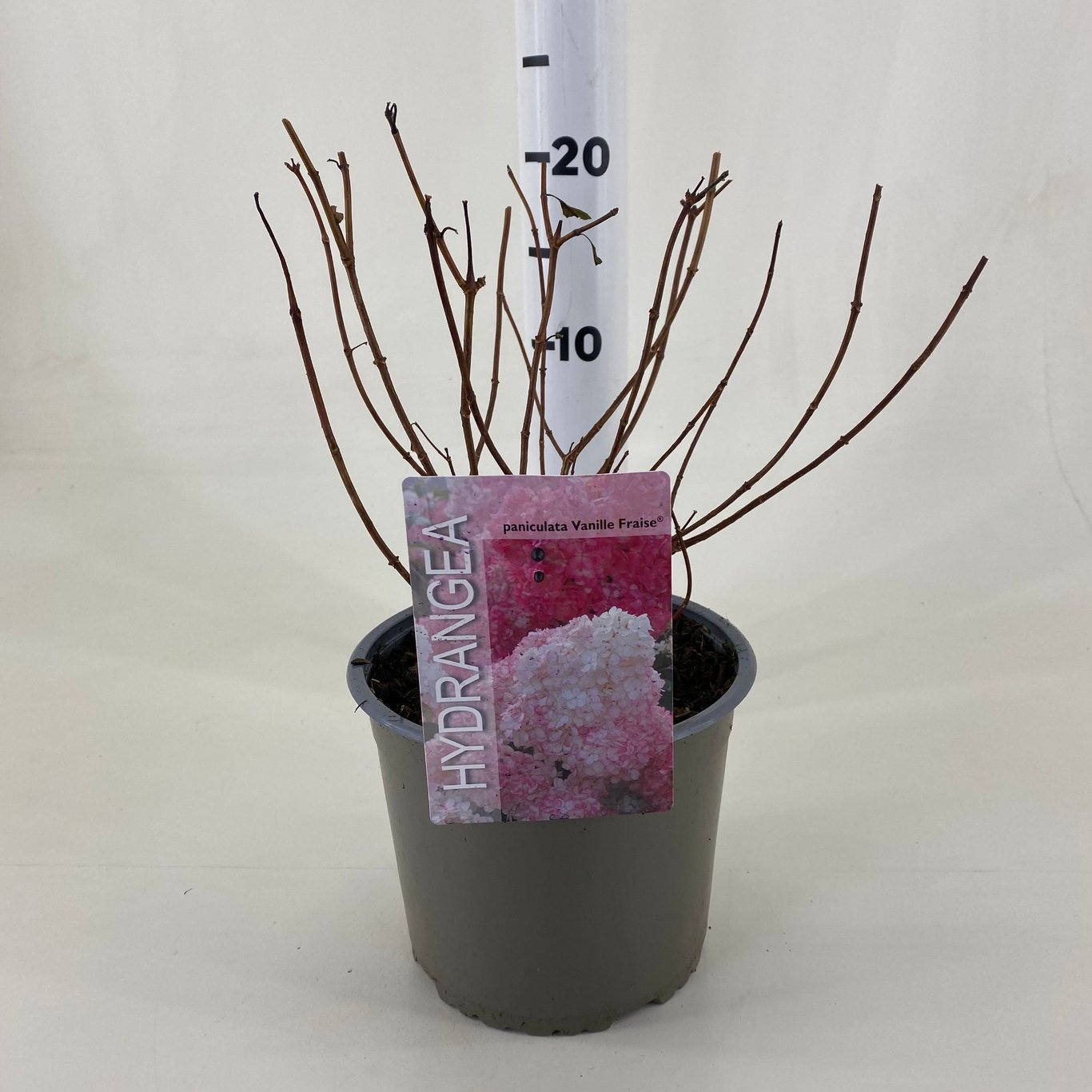 Syrenhortensia – Hydrangea paniculata 'Vanille-Fraise' - C3 20-30 CM